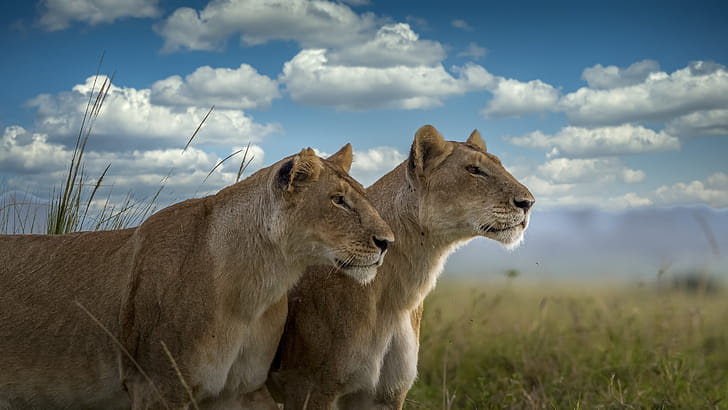 Lion  , Background wallpaper