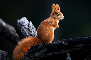 Squirrels, squirrel, animals wallpaper