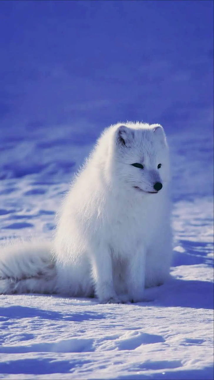 Arctic fox, Android iPhone ,  backgrounds, 2022 release phone wallpaper