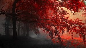 Red Forest Trees Path, trees, red, forest, path wallpaper