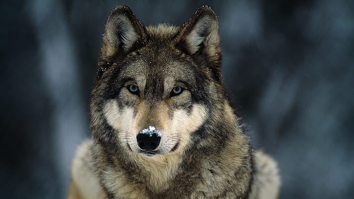 Gray Wolf, , Facts, Map wallpaper