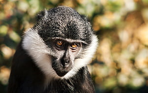 Monkey ,  monkey , 25512 px wallpaper
