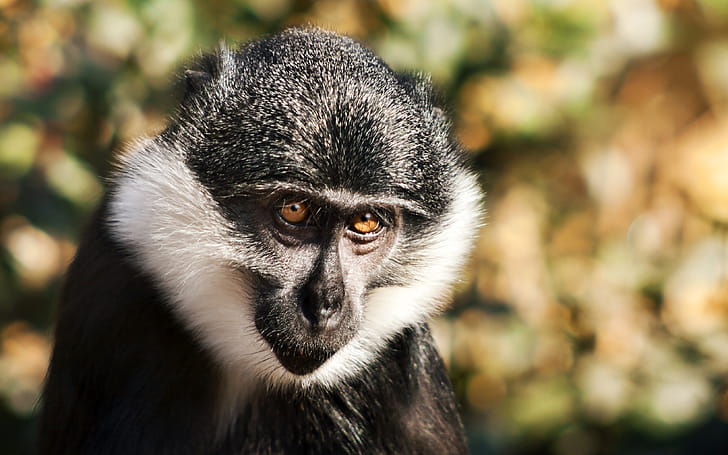 Monkey ,  monkey , 25512 px wallpaper