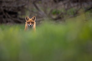 red fox, Animal, fox wallpaper