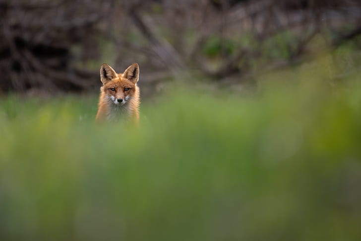 red fox, Animal, fox wallpaper