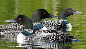 Loon , Background wallpaper