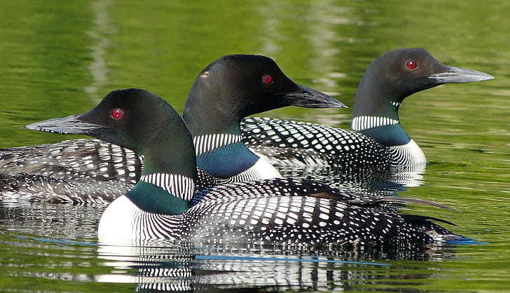 Loon , Background wallpaper