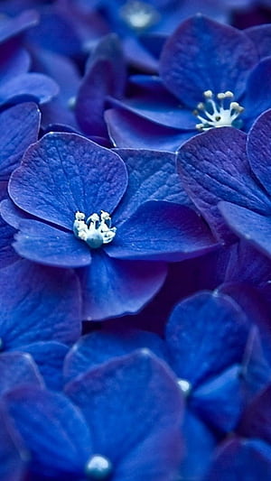 Blooming, Hydrangea phone wallpaper