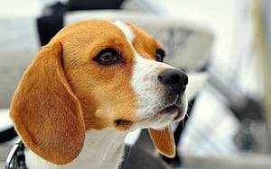 Beagle, , Background , Stunning visuals wallpaper