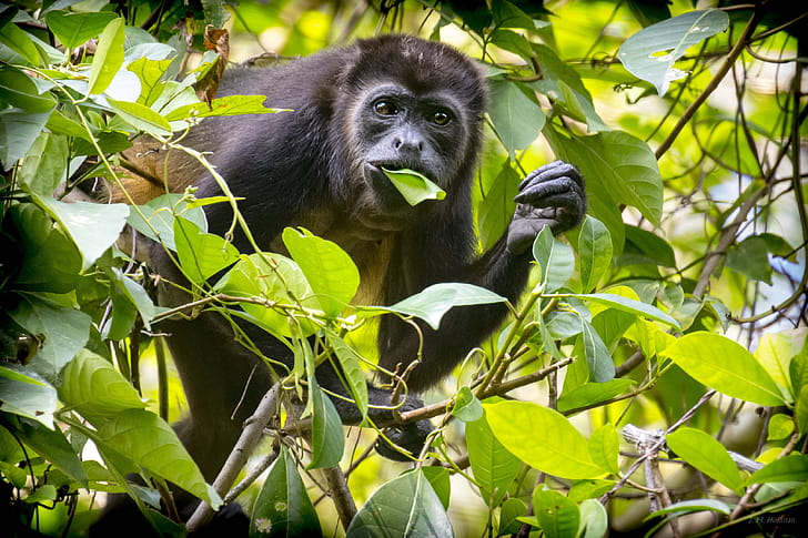Eating, Howler Monkey wallpaper