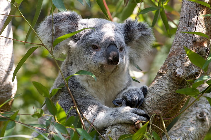 Eucalyptus, Koalas wallpaper