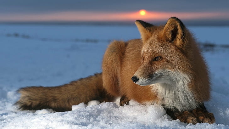 Sunset, Foxes wallpaper