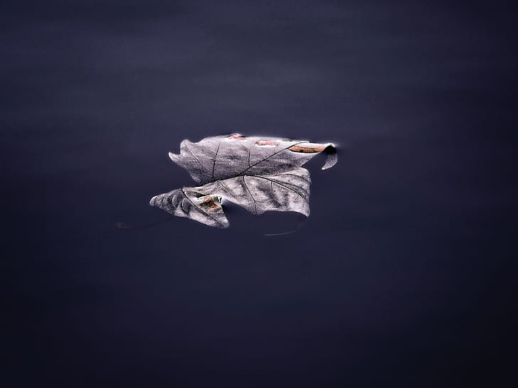 Floating Leaf , floating, leaf, nature wallpaper