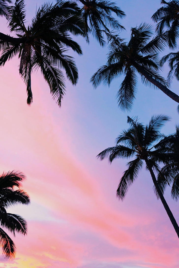 Palms, Trees phone wallpaper