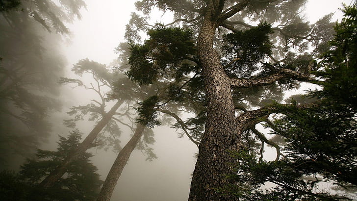 Pine Tree, wallpaper