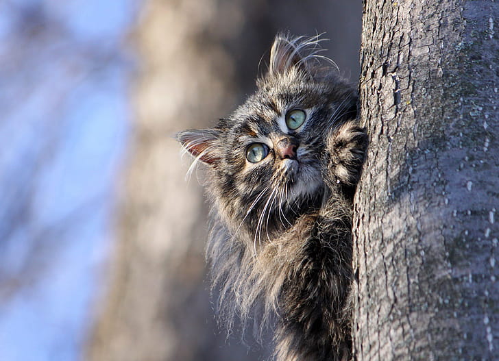 Cat Hiding Behind Tree, cat, animals wallpaper