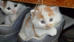 Kittens Cats Copuple, kitten, animals, cute, couple wallpaper
