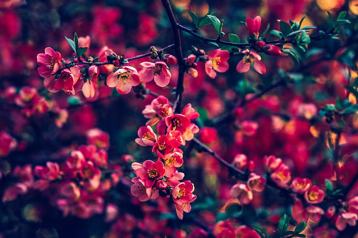 Red Pearls Flowers , flowers wallpaper