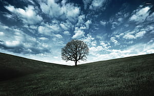 Lonely tree, Wide  view, Mobile , Serene atmosphere wallpaper