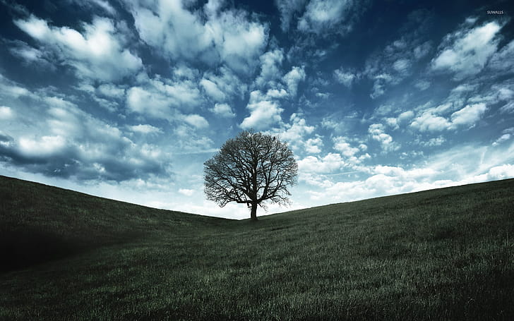 Lonely tree, Wide  view, Mobile , Serene atmosphere wallpaper