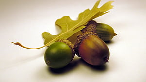 Leaf, Acorns wallpaper