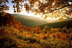 Virginia, , Backgrounds, wallpaper