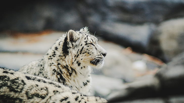 Zoo relaxed snow leopard, Predator  , U wallpaper