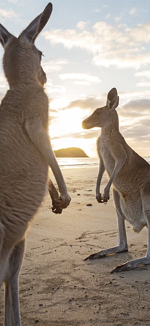 Kangaroo iPhone ,  , Kangaroo phone wallpaper