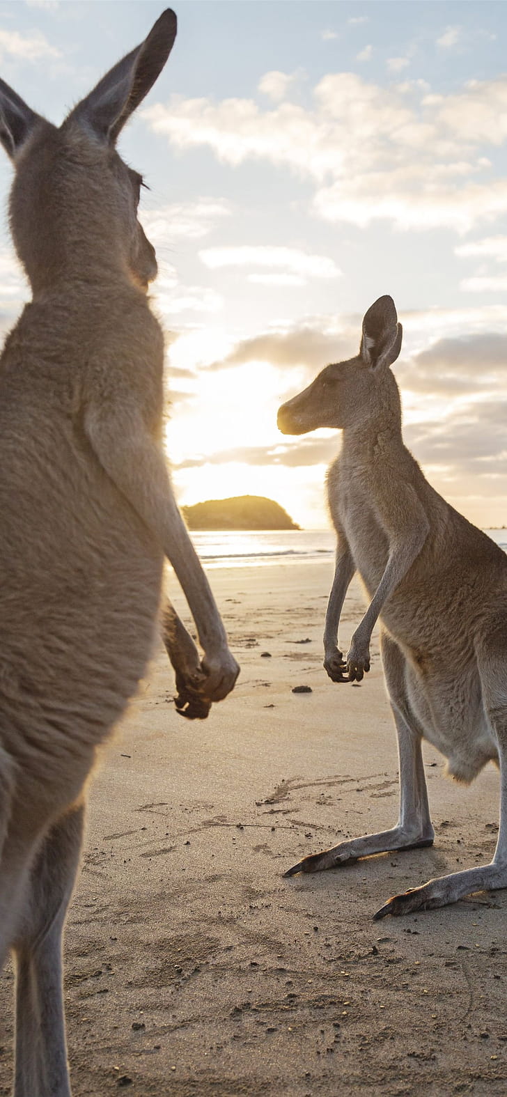 Kangaroo iPhone ,  , Kangaroo phone wallpaper