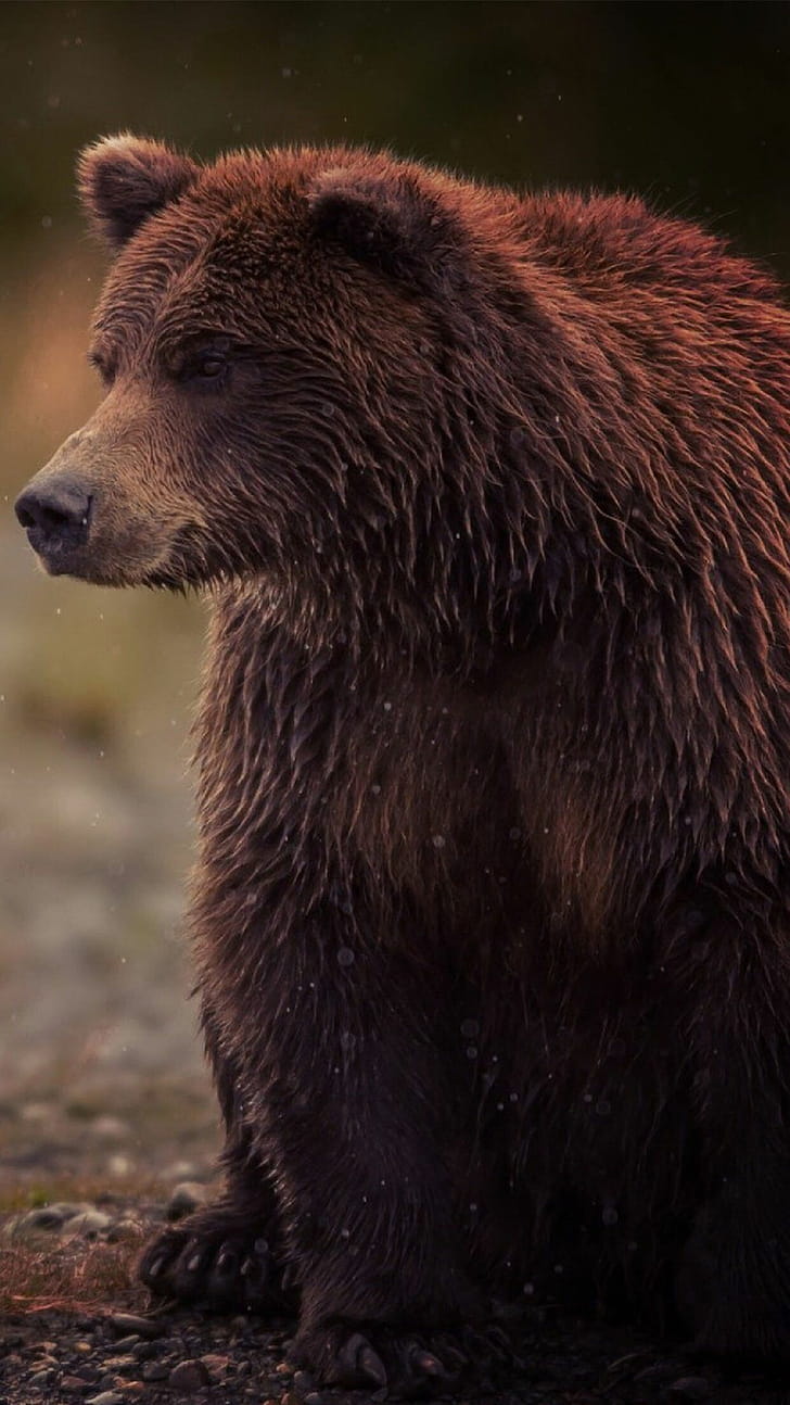 Bear ,  , Bear backgrounds, Visual delight phone wallpaper