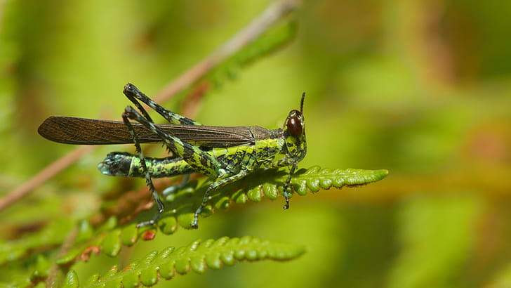 Monkey grasshopper, Grasshoppers wallpaper