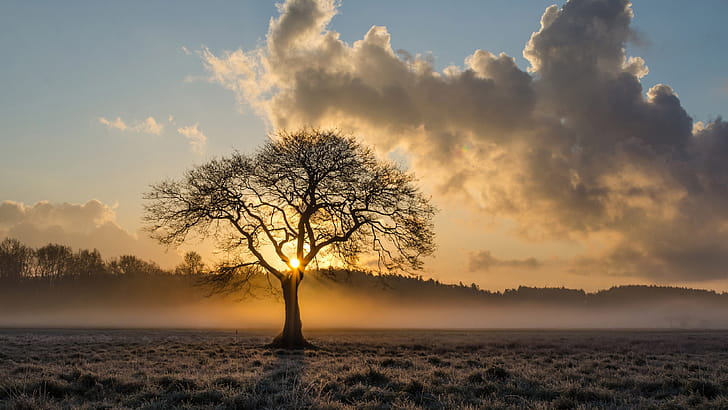 Oak Tree, Lone tree oak,  resolution, wallpaper