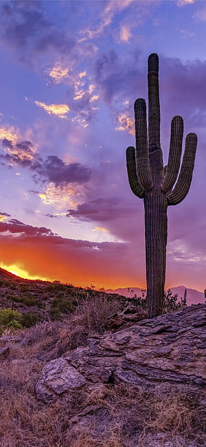 Arizona iPhone , , s, High quality phone wallpaper