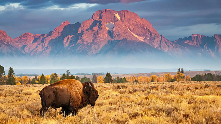 Bison, USA, Bing Microsoft, wallpaper