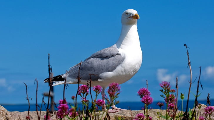 Seagull, , , Backgrounds wallpaper
