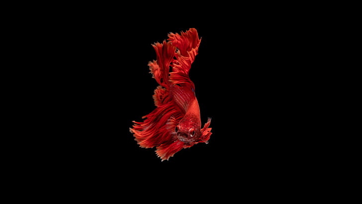 Betta, Fish wallpaper
