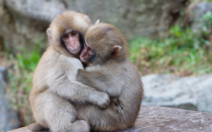 Monkey, monkey , cute backgrounds, nature graphy wallpaper