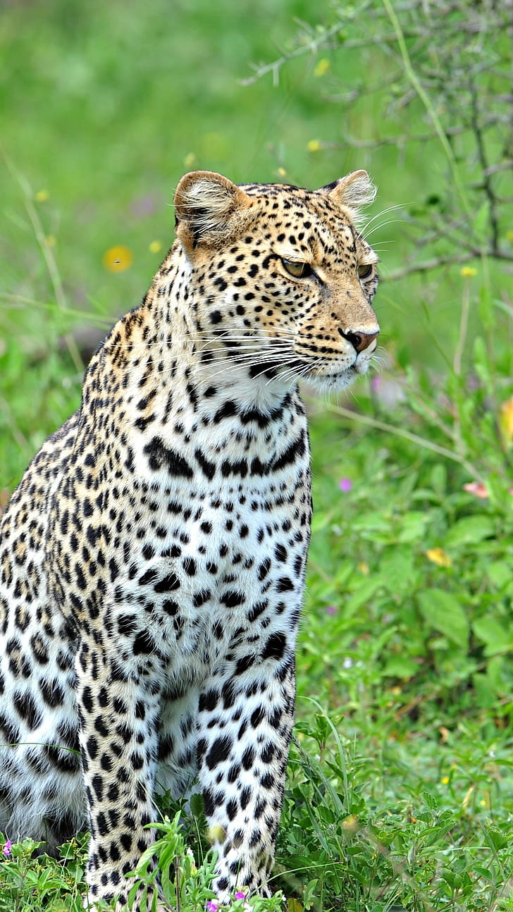 Leopard iPhone , Mobile backgrounds phone wallpaper