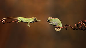 Green lizard wallpaper