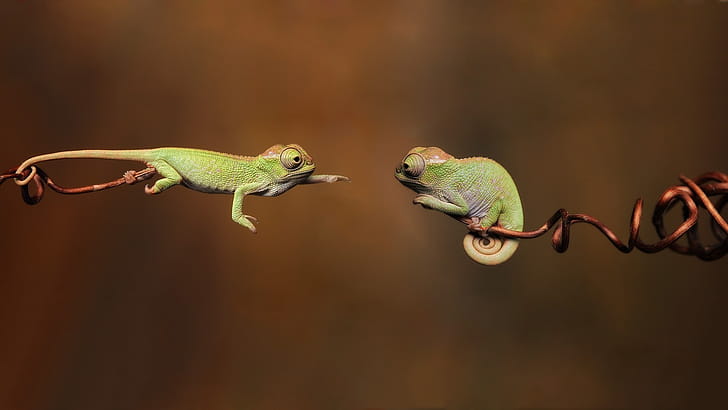 Green lizard wallpaper
