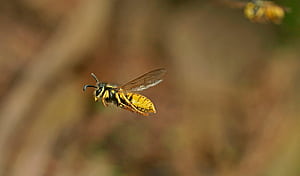 Flight, Wasp wallpaper