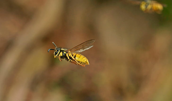 Flight, Wasp wallpaper