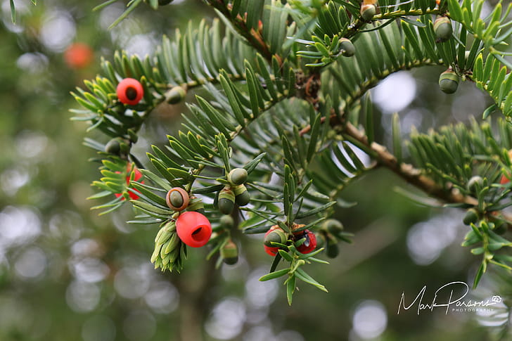 Macro, Mark Parsons graphy wallpaper
