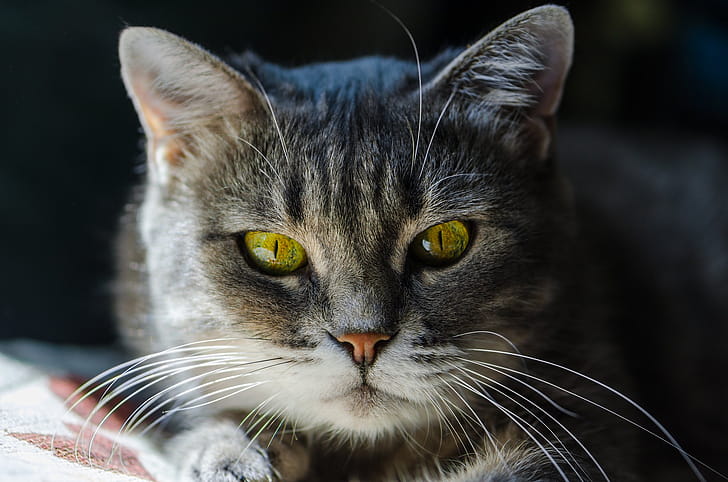 Animal, cat wallpaper