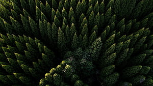 Coniferous Forest, Forests wallpaper