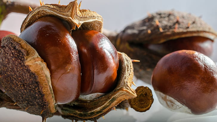 Chestnut tree, Chestnuts, wallpaper