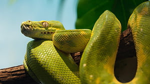 python , Background , Sleek reptiles, Striking visuals wallpaper