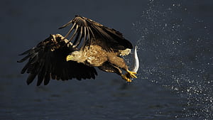 Eagle, Animal wallpaper