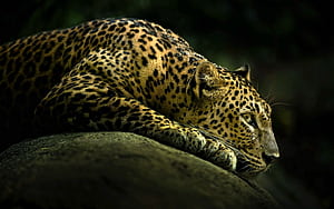 Leopard,  19 leopard,  PSD, Vector EPS wallpaper