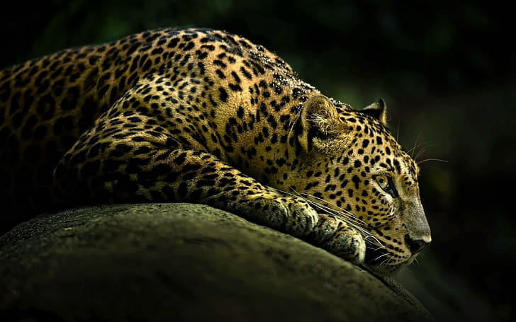 Leopard,  19 leopard,  PSD, Vector EPS wallpaper